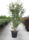 ACER palmatum En pot de 35-50 litres buisson hauteur 175-200 cm