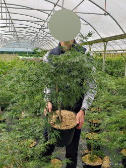 ACER palmatum DISSECTUM En pot de 10-12 litres buisson hauteur 050-060 cm