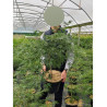 ACER palmatum DISSECTUM En pot de 10-12 litres buisson hauteur 050-060 cm