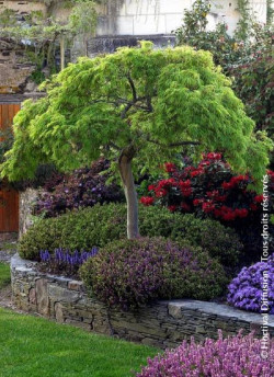 erable-du-japon-a-feuillage-decoupe-dissectum-acer-palmatum-dissectum.jpg