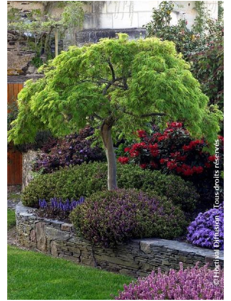 ACER palmatum DISSECTUM (Érable du Japon)