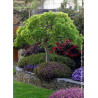ACER palmatum DISSECTUM