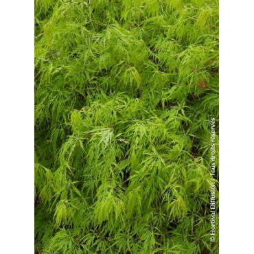 ACER palmatum DISSECTUM (Érable du Japon)