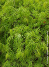 erable-du-japon-a-feuillage-decoupe-dissectum-acer-palmatum-dissectum-1.jpg