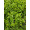 ACER palmatum DISSECTUM (Érable du Japon)