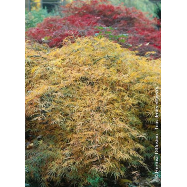 ACER palmatum DISSECTUM (Érable du Japon)