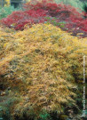erable-du-japon-a-feuillage-decoupe-dissectum-acer-palmatum-dissectum-3.jpg