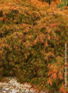 erable-du-japon-a-feuillage-decoupe-dissectum-acer-palmatum-dissectum-2.jpg