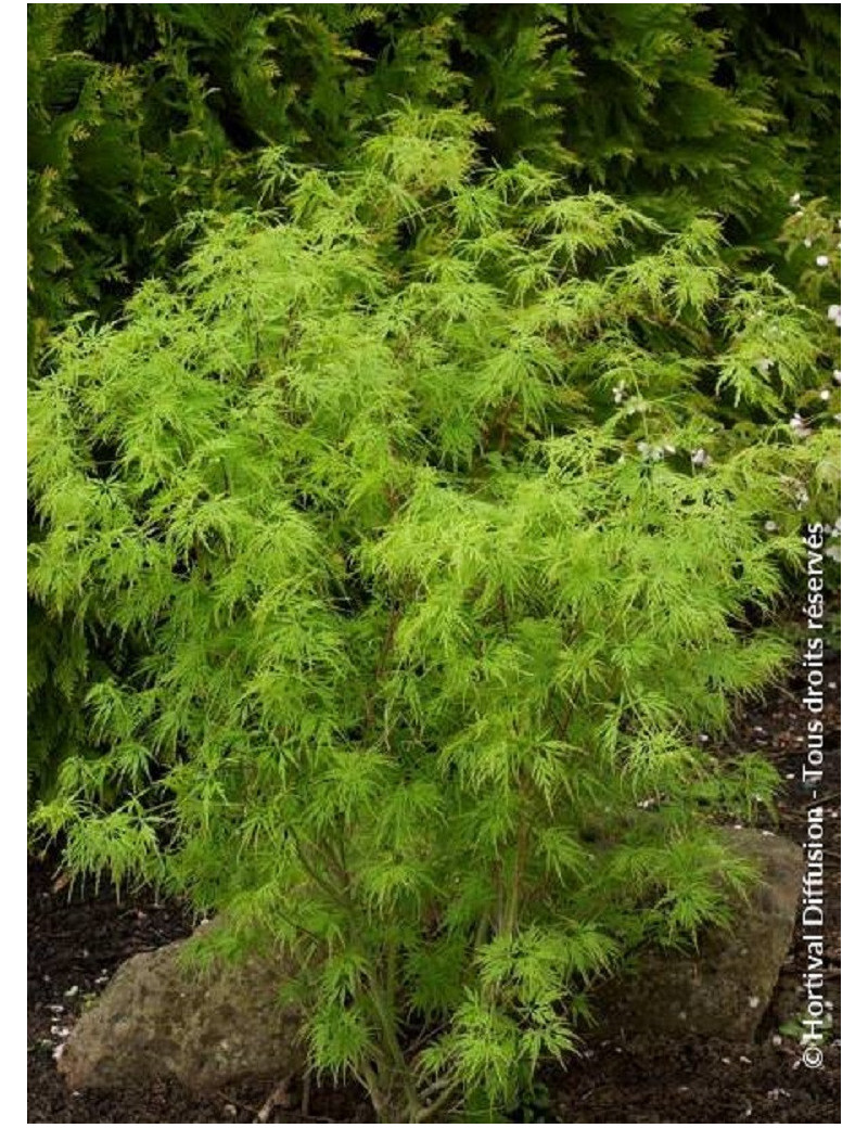 ACER palmatum DISSECTUM SEIRYU (Érable du Japon)