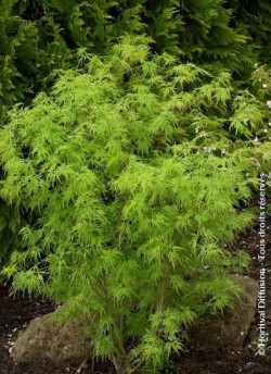ACER palmatum DISSECTUM SEIRYU