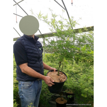 ACER palmatum DISSECTUM SEIRYU (Érable du Japon) En pot de 10-12 litres