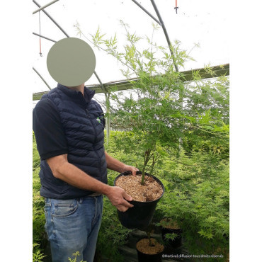 ACER palmatum DISSECTUM SEIRYU En pot de 10-12 litres buisson hauteur 050-060 cm