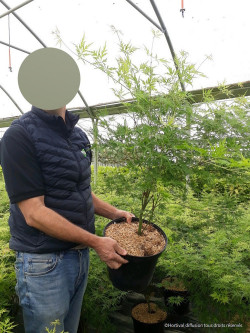 ACER palmatum DISSECTUM SEIRYU En pot de 10-12 litres buisson hauteur 050-060 cm