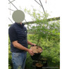 ACER palmatum DISSECTUM SEIRYU En pot de 10-12 litres buisson hauteur 050-060 cm