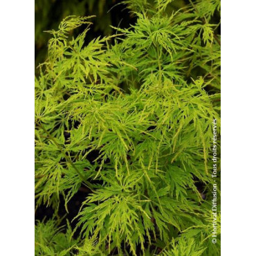 ACER palmatum DISSECTUM SEIRYU (Érable du Japon)