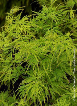 erable-du-japon-a-feuillage-decoupe-seiryu-acer-palmatum-dissectum-seiryu-2.jpg