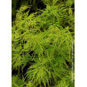 ACER palmatum DISSECTUM SEIRYU (Érable du Japon)