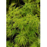 ACER palmatum DISSECTUM SEIRYU