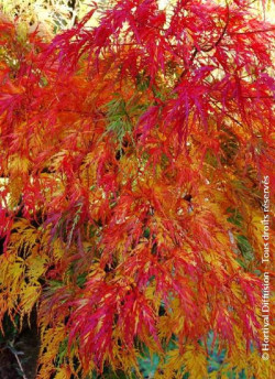 erable-du-japon-a-feuillage-decoupe-seiryu-acer-palmatum-dissectum-seiryu-1.jpg