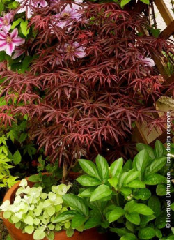 ACER palmatum DISSECTUM TROMPENBURG