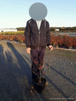 ACER palmatum DISSECTUM TROMPENBURG En pot de 10-12 litres buisson hauteur 040-060 cm