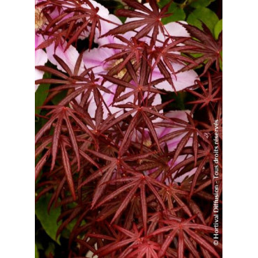 ACER palmatum DISSECTUM TROMPENBURG (Érable du Japon)