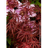 ACER palmatum DISSECTUM TROMPENBURG