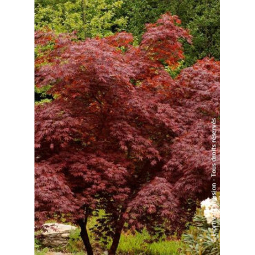 ACER palmatum DISSECTUM TROMPENBURG (Érable du Japon)