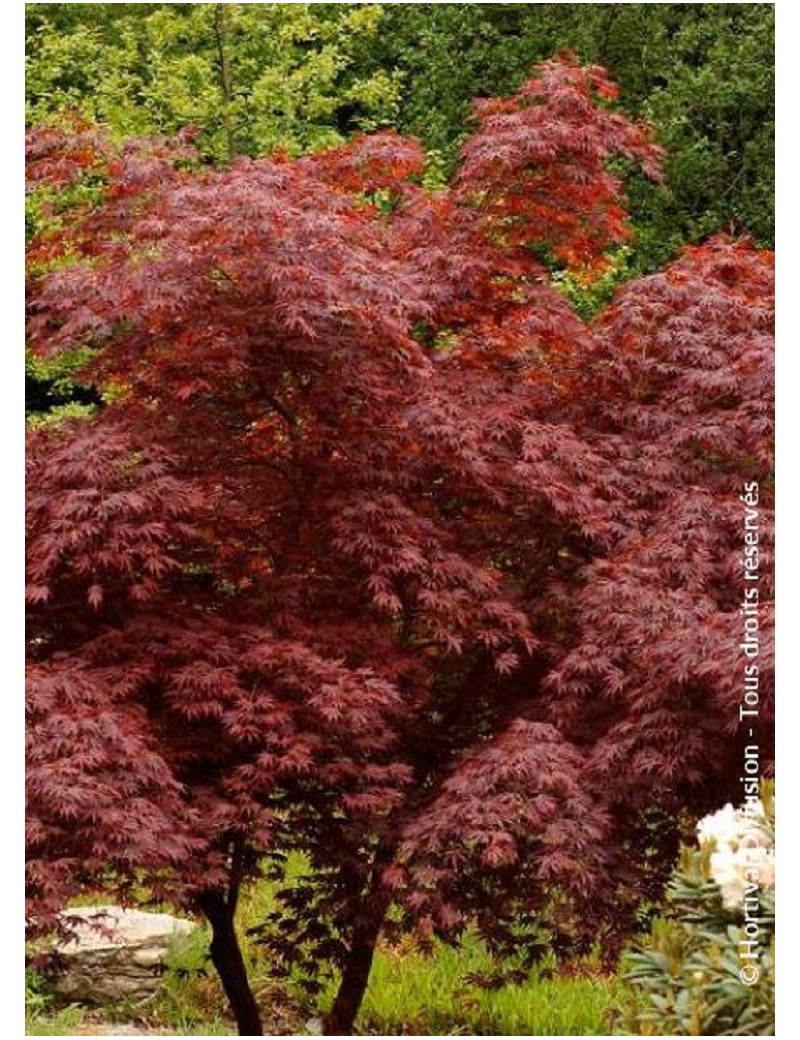 ACER palmatum DISSECTUM TROMPENBURG (Érable du Japon)