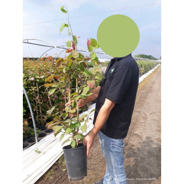 ACTINIDIA kolomikta En pot de 4-5 litres hauteur 080-100 cm