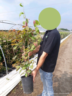 kiwi-dornement-panache-actinidia-kolomikta-4.jpg