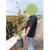 ACTINIDIA kolomikta En pot de 4-5 litres hauteur 080-100 cm