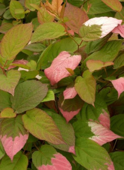 kiwi-dornement-panache-actinidia-kolomikta-2.jpg