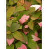 ACTINIDIA kolomikta
