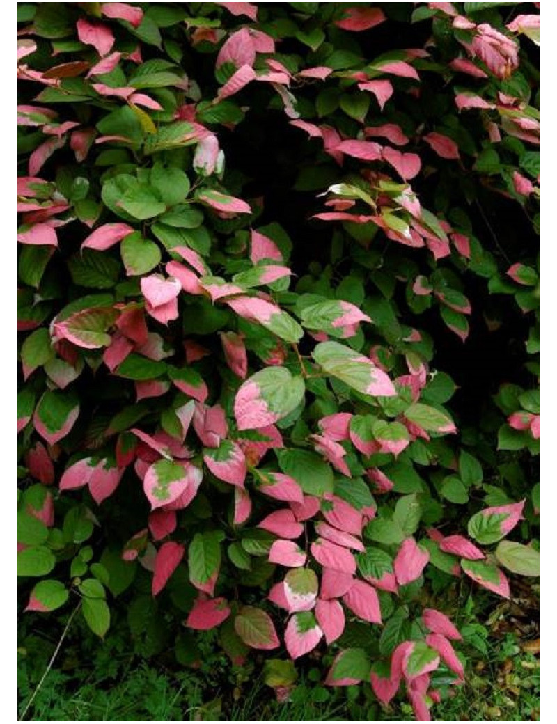 ACTINIDIA kolomikta (Kiwi d'ornement)