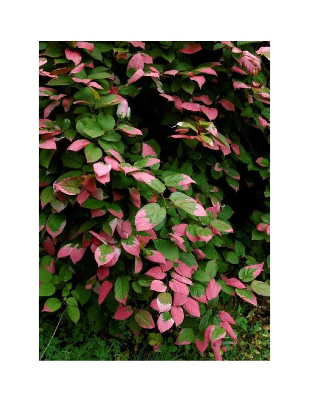 ACTINIDIA kolomikta