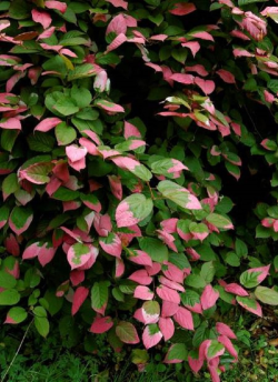 kiwi-dornement-panache-actinidia-kolomikta.jpg