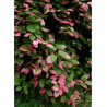 ACTINIDIA kolomikta