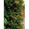 ACTINIDIA kolomikta