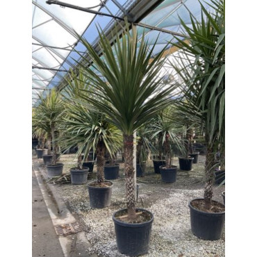 CORDYLINE australis (Cordyline)