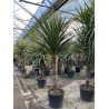 CORDYLINE australis (Cordyline)