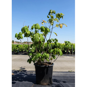 AESCULUS parviflora (Marronnier d'ornement - Pavier blanc) En pot de 35-50 litres forme buisson hauteur 125-150 cm