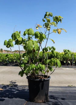 marronnier-arbustif-aesculus-parviflora-6.jpg