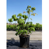 AESCULUS parviflora (Marronnier d'ornement - Pavier blanc) En pot de 35-50 litres forme buisson hauteur 125-150 cm