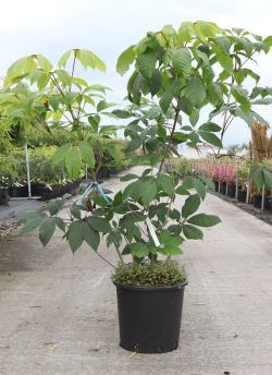 AESCULUS parviflora En pot de 15-20 litres buisson hauteur 080-100 cm