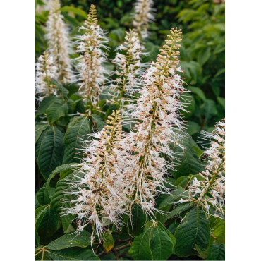 AESCULUS parviflora (Marronnier d'ornement - Pavier blanc)