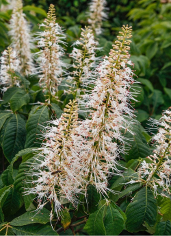 marronnier-arbustif-aesculus-parviflora-1.jpg