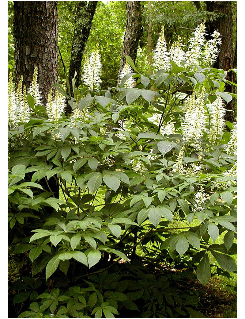 AESCULUS parviflora (Marronnier d'ornement - Pavier blanc)