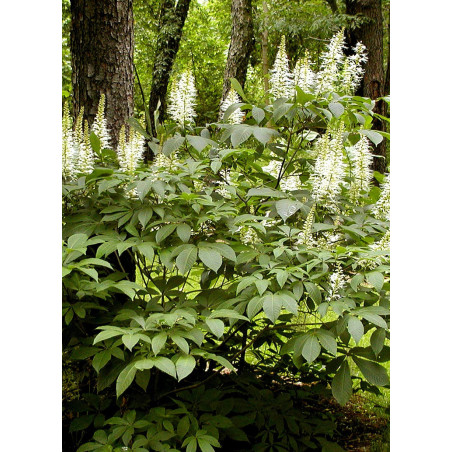 AESCULUS parviflora (Marronnier d'ornement - Pavier blanc)