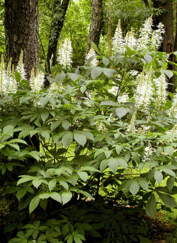 marronnier-arbustif-aesculus-parviflora.jpg
